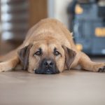 Hund wartet auf sein Training